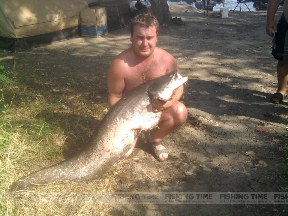 A Tisza-tavi szörny, Guszti 32 kg, 160 cm.