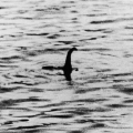 A Loch Nessi-i szörny csak egy nagy harcsa