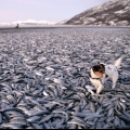 Vörös riasztás Észak-Olaszországban: halak ezrei pusztultak el