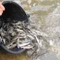 Lesz még csemege a kecsege! – beköltöztek a halak a Tiszába