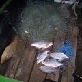 Nyolc hálóval orvhalásztak a tolnai Felső-holtágon
