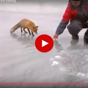Lékhorgászok etetik a szelíd rókát