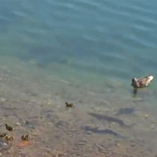 VIDEÓ: csuka lerabolja a kacsát