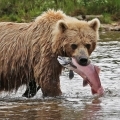 Lazachiány miatt ölt embert a medve