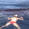 Azt hitték egy halott bálnát találtak, majd amit ez után láttak mindenkit ledöbbentett
