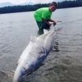 270 kilós tokhalat fogott a 9 éves kisfiú - videó
