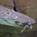 A Budapesti Állatkertből jelentjük: krokodilok téptek szét egy védtelen kárókatonát