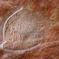 400 millió éves hal