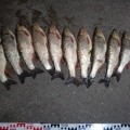 Tiltott eszközzel halásztak a Mosoni-Dunán