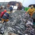 Pozitív hírek a túlhalászott európai halállományról