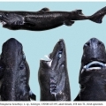 Világító cápafajt fedeztek fel