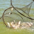 Örülnek a horgászok a kereskedelmi célú halászat leállításának