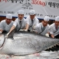 Hatalams summát fizetett egy óriás tonhalért egy kínai vendéglős