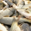 Önkormányzati halgazdálkodási jog - Mégsem adható haszonbérbe a jog az Országgyűlés szerint