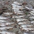 Brutális videó: halak ezreit zúzta halálra a garami turbina