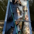 Pontyinvázió a Desedán – tíz tonna hal csúszdázik a tóba