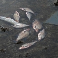 A rendőrség lecsapott leeresztett Sió medrében vergődő halakat összeszedőkre