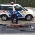 212cm-es óriásharcsát fogtak tegnap a Tiszán, a rendőrség az étteremnél csapott le rájuk
