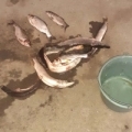 Tiltott módszerrel fogott halat egy fiatal férfi Tiszadob külterületén