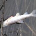 Halpusztulás: horgászati tilalom a Kapos folyón