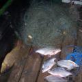 Késik a szeptember 1-én hatályba lépett halgazdálkodásról és a hal védelméről szóló törvény végrehajtási rendelete